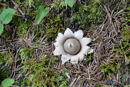 round beige and white mushroom on ground thumbnail
