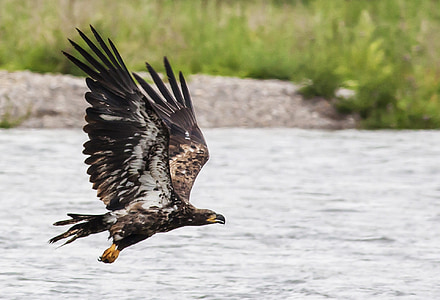 photo of black bird flying on river at daytime thumbnail
