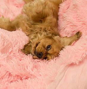 Dog Lying on Fur Cushion thumbnail