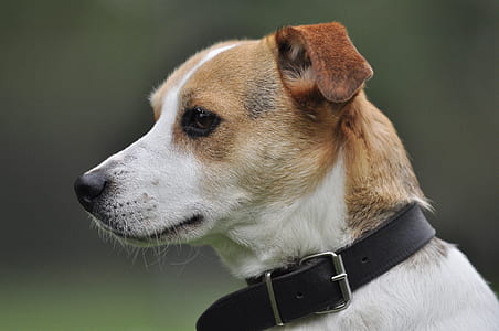 close-up photography of tan and white Jack Russell terrier thumbnail