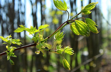 selective focus photo of green leafed tree thumbnail