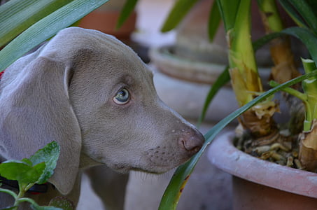 selective focus photo of mouse-grey weimaraner puppy sniffing green leaf plant in pot thumbnail