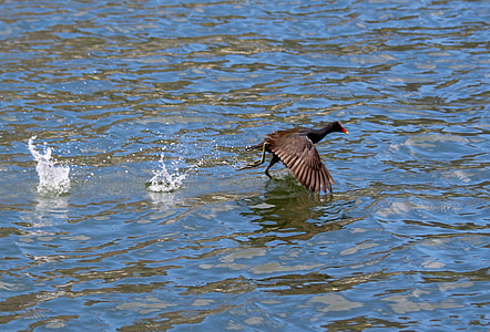 Bird, Tropical Birds thumbnail