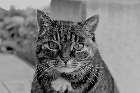 grayscale photography of short-fur cat thumbnail