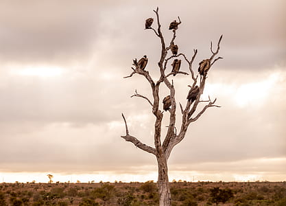 leafless tree with vultures thumbnail