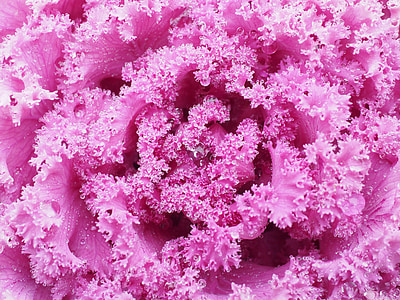 macro photography of pink substance thumbnail