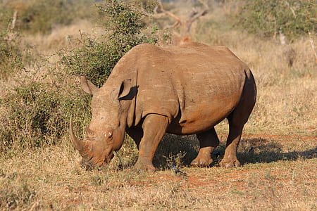 nature, bush, eating, animal thumbnail