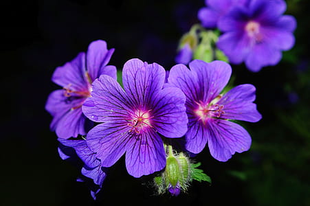 Purple 5 Petaled Flower Close Up Photography thumbnail