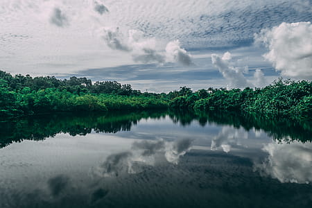 Calm Body of Water Near Tall Trees at Daytime thumbnail