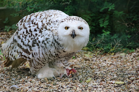 barn owl on ground near plants thumbnail