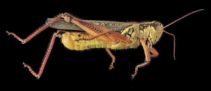 macro photography of Eastern lubber grasshopper thumbnail