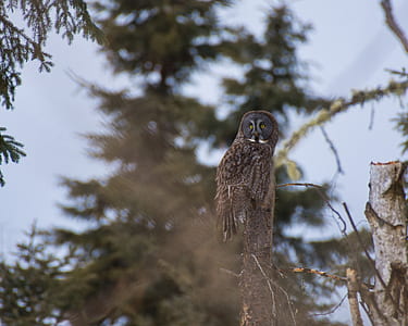 macro photography of black and brown owl on tree trunk thumbnail