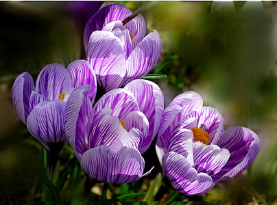 purple petaled flowers in bloom thumbnail