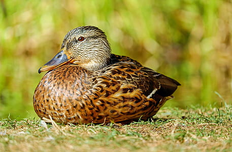 brown duck on grass during daytime thumbnail