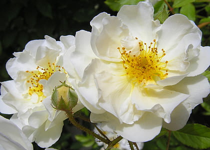 closeup photo of white beach rose flowers thumbnail