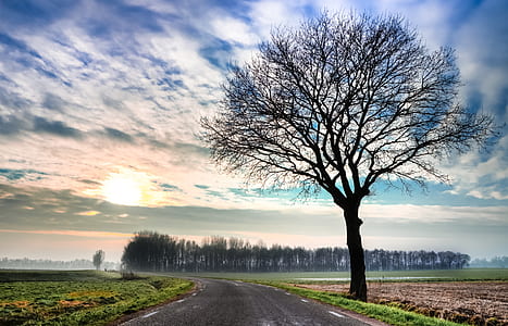 silhouette bare tree photo during daytime thumbnail