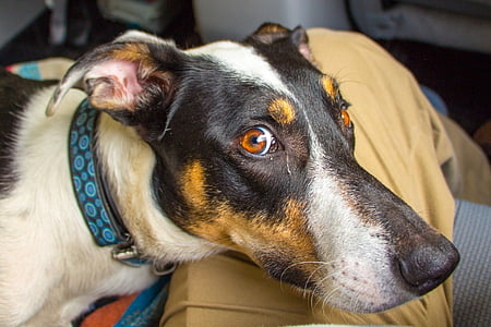 medium short-coated tricolor dog with green and black collar thumbnail