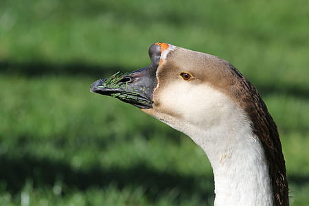 brown duck on grass thumbnail