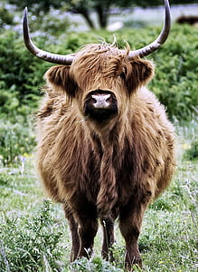 brown yak on field thumbnail