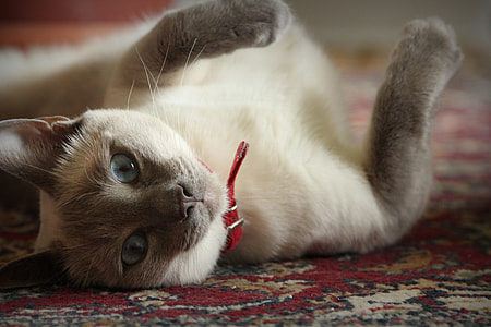photo of beige and gray Siamese cat thumbnail