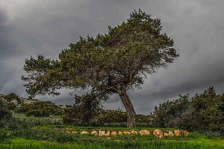photography of brown and green tree under cloudy sky thumbnail