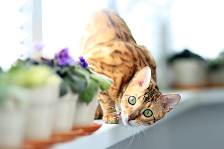 brown and black cat looking at plant thumbnail