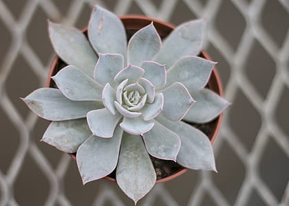 Close-up Photography of Succulent Plant thumbnail