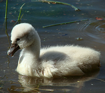white duck on body water during daytime thumbnail