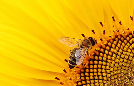 close up photography of honey bee on yellow sunflower thumbnail