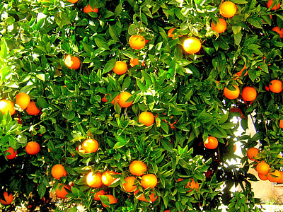orange fruit tree thumbnail