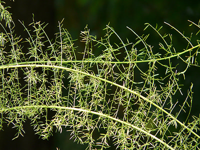 Asparagus Fern, Asparagus Densiflorus thumbnail