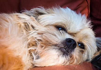 adult beige Havanese lying on brown cushion thumbnail
