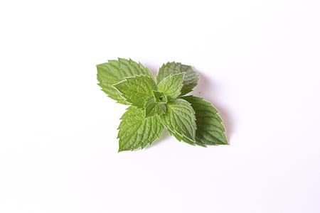 green mint leaf thumbnail