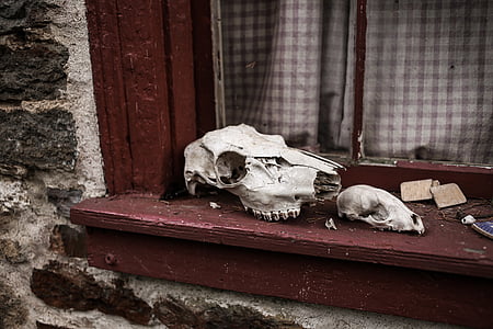 animal skull on window thumbnail