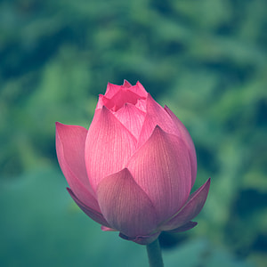 selective focus photo of red Water Lily flower thumbnail