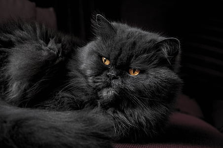 cat lying on cloth thumbnail