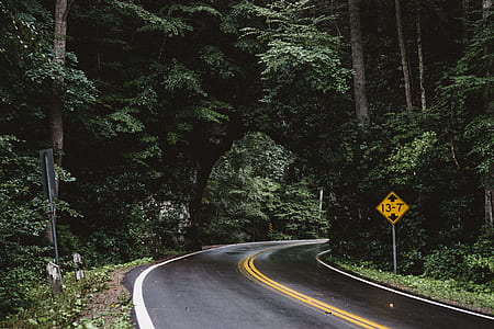 empty road surrounded of trees at daytime thumbnail