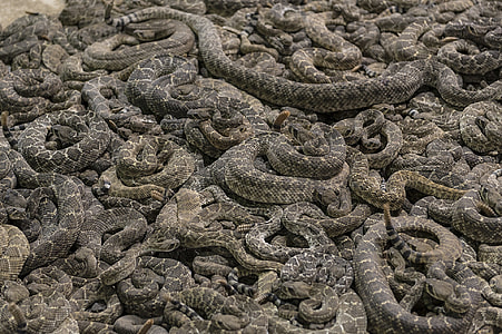 gray rattle snake thumbnail