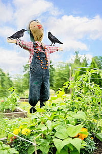 scarecrow near green plants during daytime thumbnail