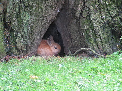 brown rabbit hiding under tree thumbnail