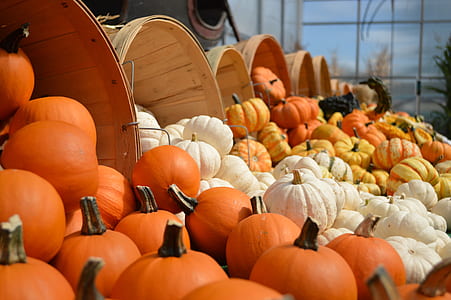 assorted pumpkins thumbnail