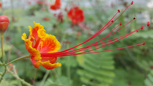 yellow and pink flower thumbnail
