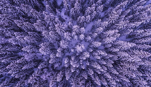 Full Frame Shot of Leaves thumbnail