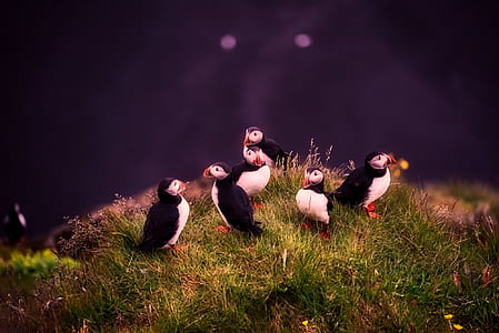flock of Atlantic puffin birds on cliff thumbnail