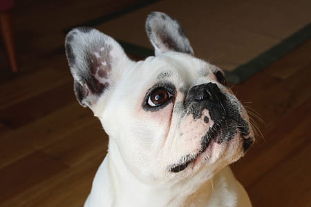 white dog on floor thumbnail