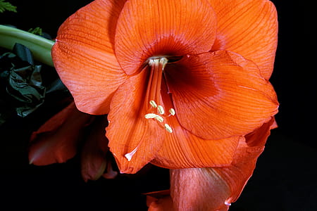 close-up photo of orange amaryllis flowers thumbnail