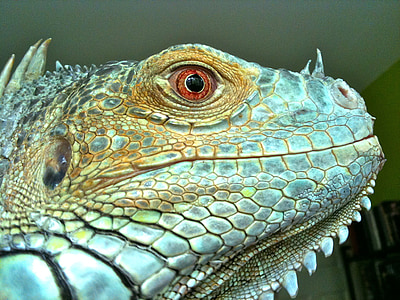 green iguana thumbnail