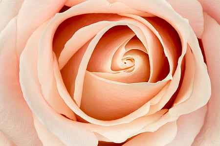 close up photography of pink rose thumbnail
