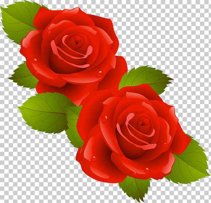 17 Rosas Rojas Png Cliparts For Free Download Uihere
