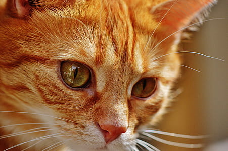 selective focus photography of orange tabby cat thumbnail